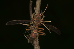 Ophiocordyceps humbertii