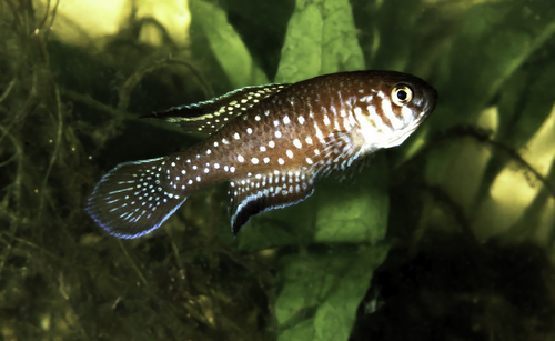 Brasilia pearlfish (Simpsonichthys boitonei) — Rivulidae — 2