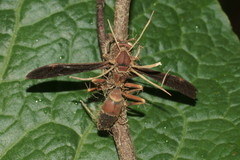 Ophiocordyceps humbertii