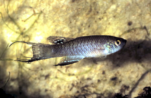 Bluefin killi (Rachovia brevis) — Rivulidae