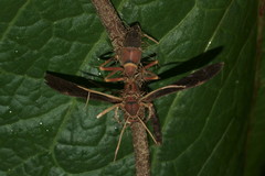 Ophiocordyceps humbertii