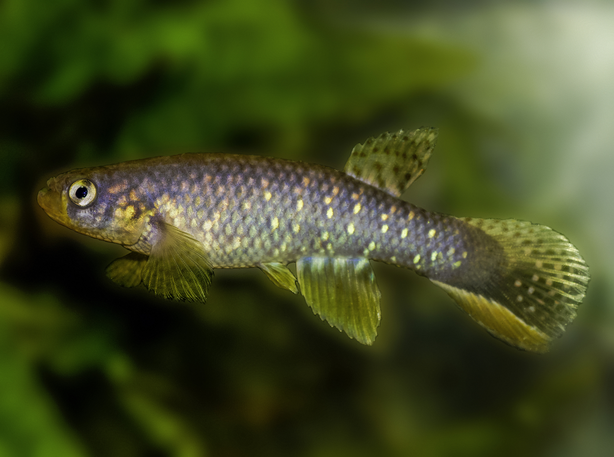Rachovia hummelincki