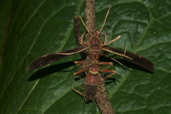 Ophiocordyceps humbertii