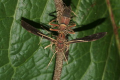 Ophiocordyceps humbertii