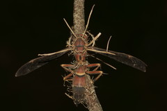 Ophiocordyceps humbertii