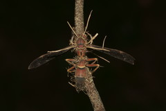 Ophiocordyceps humbertii