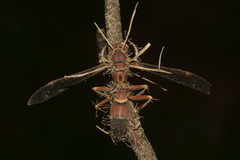 Ophiocordyceps humbertii
