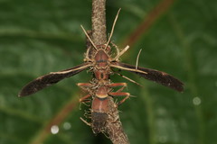 Ophiocordyceps humbertii