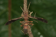 Ophiocordyceps humbertii