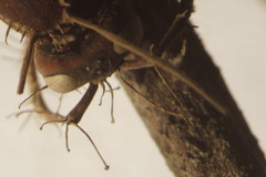 Ophiocordyceps humbertii