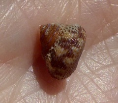 Calliostoma supragranosum