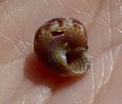 Calliostoma supragranosum