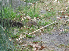 Cratogeomys merriami