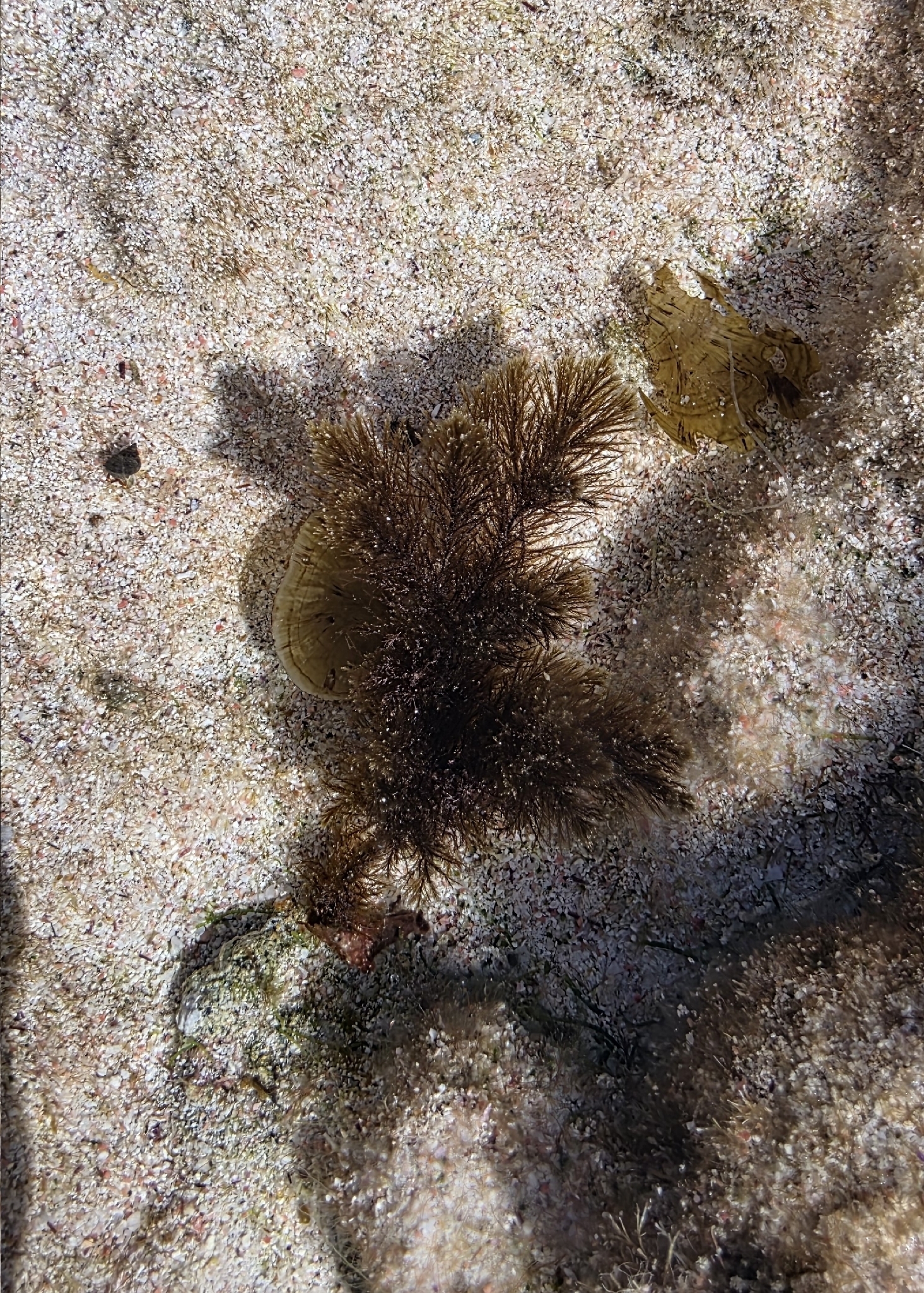 Halopteris scoparia