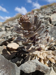 Notothlaspi rosulatum