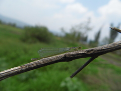 Ischnura denticollis