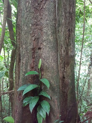 Caryodaphnopsis burgeri