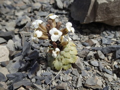 Notothlaspi rosulatum