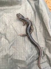 Plethodon chattahoochee