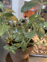 Fittonia