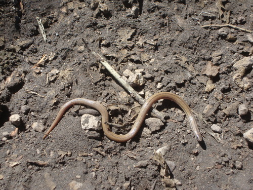 Tantilla ceboruca