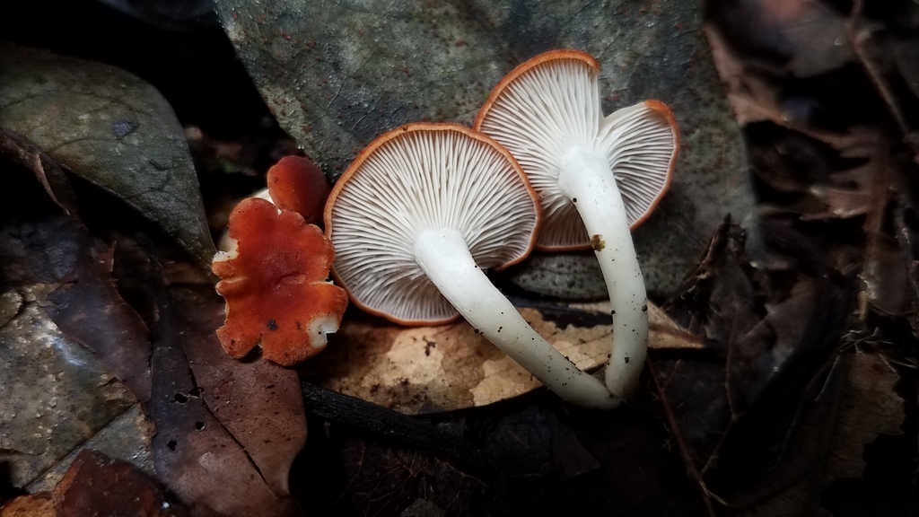 Leucopaxillus gracillimus · February 2020 · photo: © alan_rockefeller (iNaturalist, cc-by-sa)