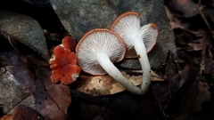 Leucopaxillus gracillimus