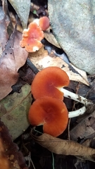 Leucopaxillus gracillimus