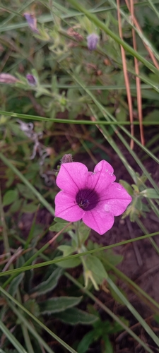 Violetflower Petunia (Petunia integrifolia)