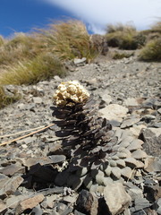 Notothlaspi rosulatum