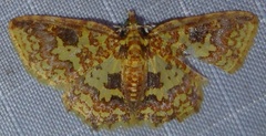 Pseudopolynesia amplificata