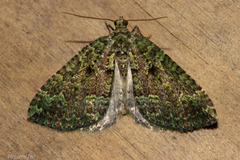 Austrocidaria callichlora