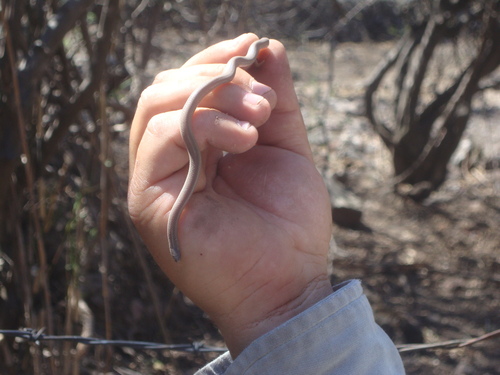 Tantilla ceboruca
