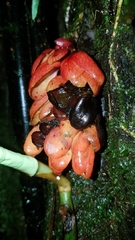 Drymonia coccinea