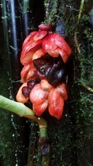 Drymonia coccinea