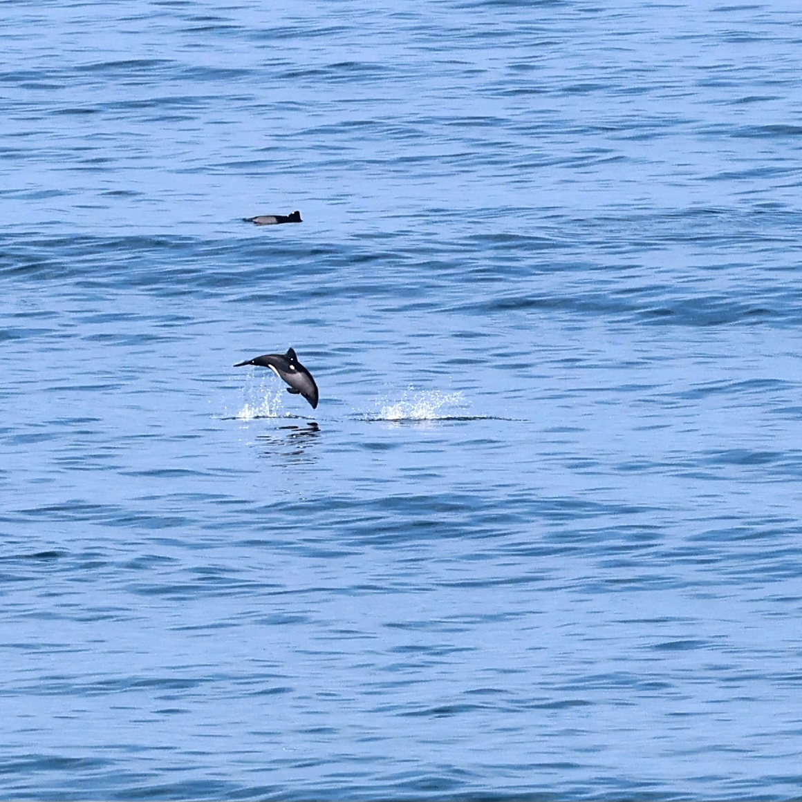 Cephalorhynchus heavisidii