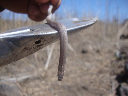 Tantilla ceboruca