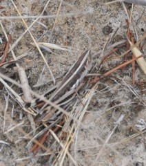 Macrotona securiformis