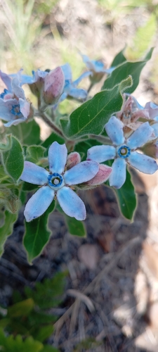 Tweedia Coerulea (Oxypetalum coeruleum)