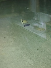 Chlamydotis macqueenii