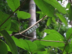 Psilogramma papuensis