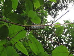 Psilogramma papuensis