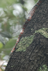 Lampropeltis pyromelana