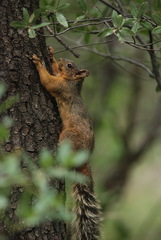 Sciurus nayaritensis