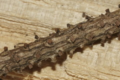 Setomelanomma holmii