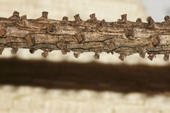 Setomelanomma holmii