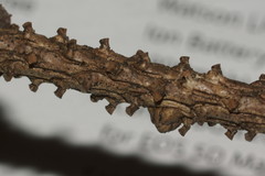 Setomelanomma holmii