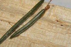 Rhizosphaera kalkhoffii