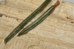 Rhizosphaera kalkhoffii