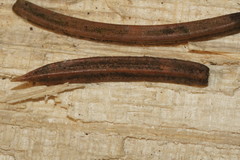 Rhizosphaera kalkhoffii